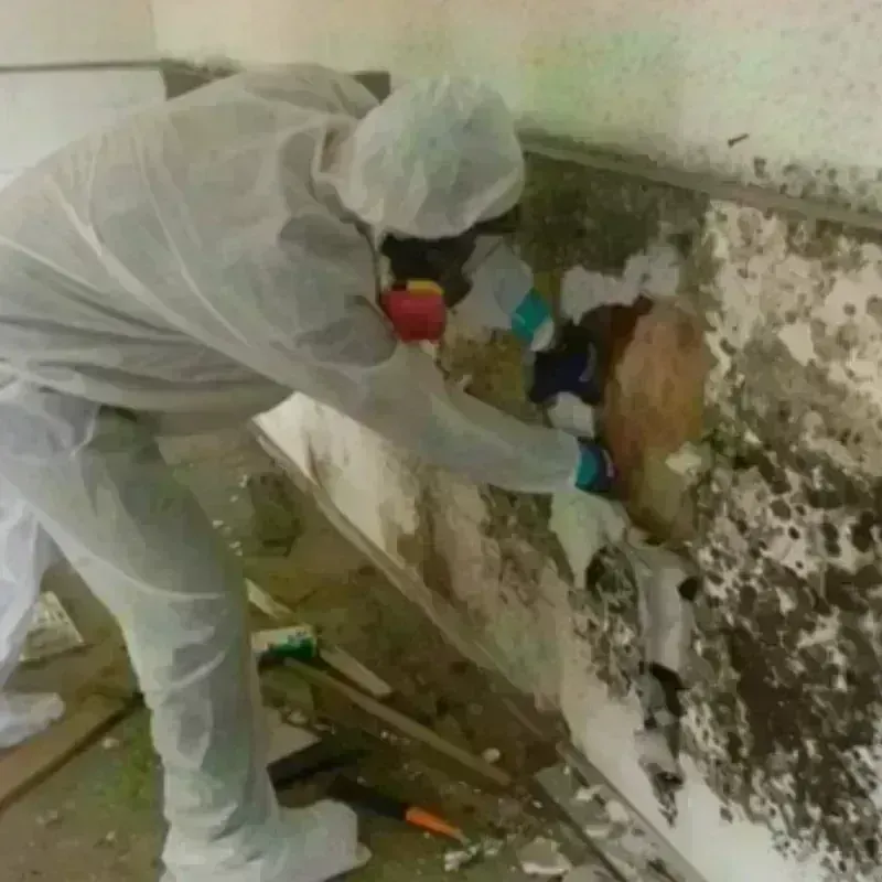 Mold Remediation and Removal in Bothell, WA